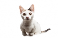 Picture of shorthaired Bambino cat on white background, front view