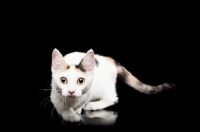 Picture of shorthaired Bambino cat stalking on black background