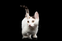 Picture of shorthaired Bambino cat standing on black background