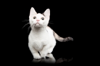 Picture of shorthaired Bambino cat walking on black background