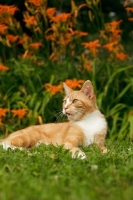 Picture of shorthaired cat in garden