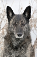 Picture of shorthaired dutch shepherd dog