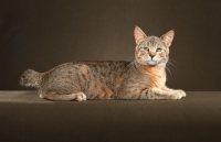 Picture of shorthaired Pixie Bob, lying down