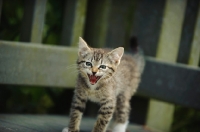 Picture of shorthaired tabby kitten meowing