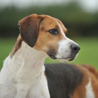 Picture of show bred english foxhound head and shoulders
