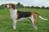 Picture of show bred english foxhound stood in field