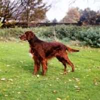 Picture of show champion irish setter from wendover kennels