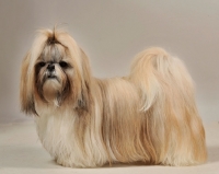 Picture of show dog shih tzu
