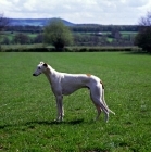 Picture of show greyhound from bearwood kennels standing in a field