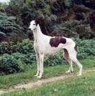 Picture of show greyhound from shalfleet