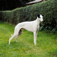 Picture of show greyhound from shalfleet