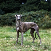 Picture of show greyhound in a field with hunting in mind