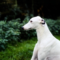 Picture of show greyhound, portrait