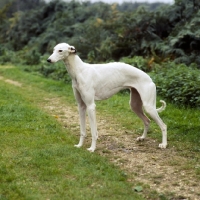 Picture of show greyhound side view