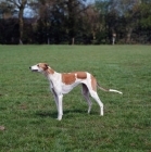 Picture of show greyhound standing in a field