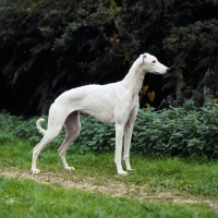 Picture of show greyhound standing on grass