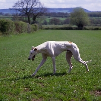 Picture of show greyhound walking in a field