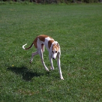 Picture of show greyhound walking in a field