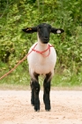 Picture of show groomed Suffolk sheep on lead