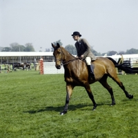 Picture of show hunter cantering in the ring