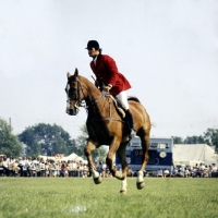 Picture of show jumper, 3 counties show â€˜75