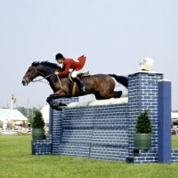 Picture of show jumping, 3 counties show â€˜75