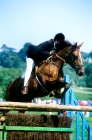Picture of show jumping at painswick show gloucestershire