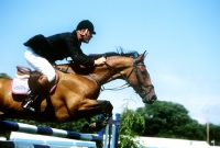 Picture of show jumping at the new forest show