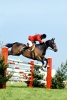 Picture of show jumping