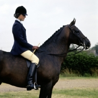 Picture of showing spurs,  bamboo cane and double bridle