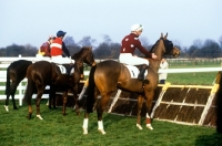 Picture of showing the horses the hurdle at windsor racecourse