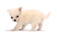 Picture of shy smooth coated Chihuahua puppy