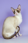 Picture of si-rex coloured cornish rex cat, sitting