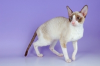 Picture of si-rex coloured cornish rex cat