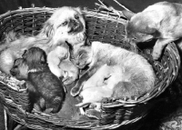 Picture of Siamese and Pekingese together with litter