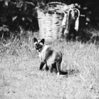 Picture of siamese cat back view looking back