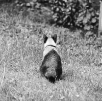 Picture of siamese cat back view