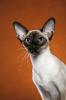 Picture of Siamese cat, head study