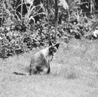 Picture of siamese cat looking back