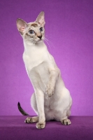 Picture of Siamese cat on light purple background