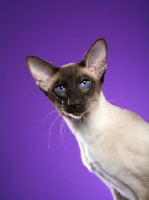 Picture of Siamese cat portrait