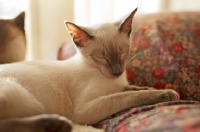 Picture of Siamese cat, resting at home