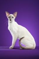 Picture of Siamese cat sitting down in studio