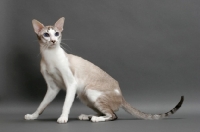 Picture of Siamese cat sitting on grey background, seal lynx point & white