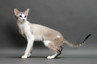 Picture of Siamese cat sitting on grey background, seal lynx point & white