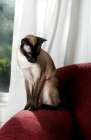 Picture of siamese cat sitting on red sofa