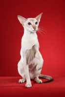 Picture of Siamese cat sitting up against red background