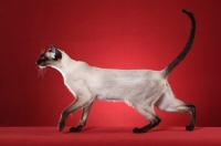 Picture of Siamese cat walking in profile against red background