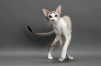 Picture of Siamese cat walking on grey background, seal lynx point & white