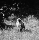 Picture of siamese cat 